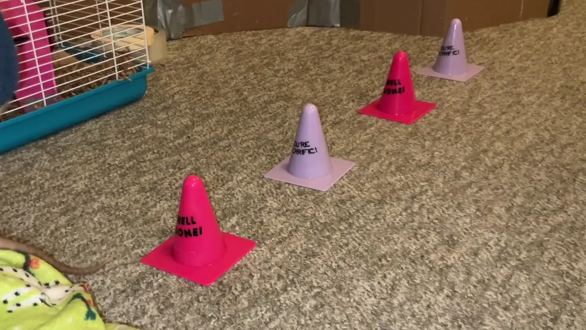 My smart rat Coffee is working on combining weaves with fetch!