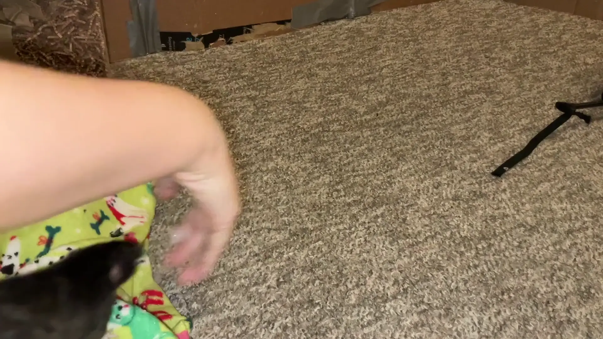 My smart ratty Cracker is learning to pull her mini-me Jellybean in a wagon!