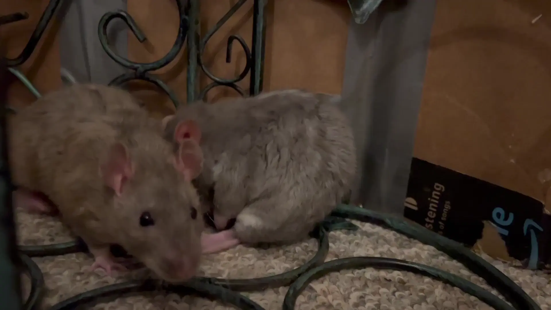 My sweet pet rat Crumb being a sleepy potato 🥺 
