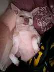 My totally chill TV watching buddy