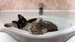 My "Yin Yang" in Sink