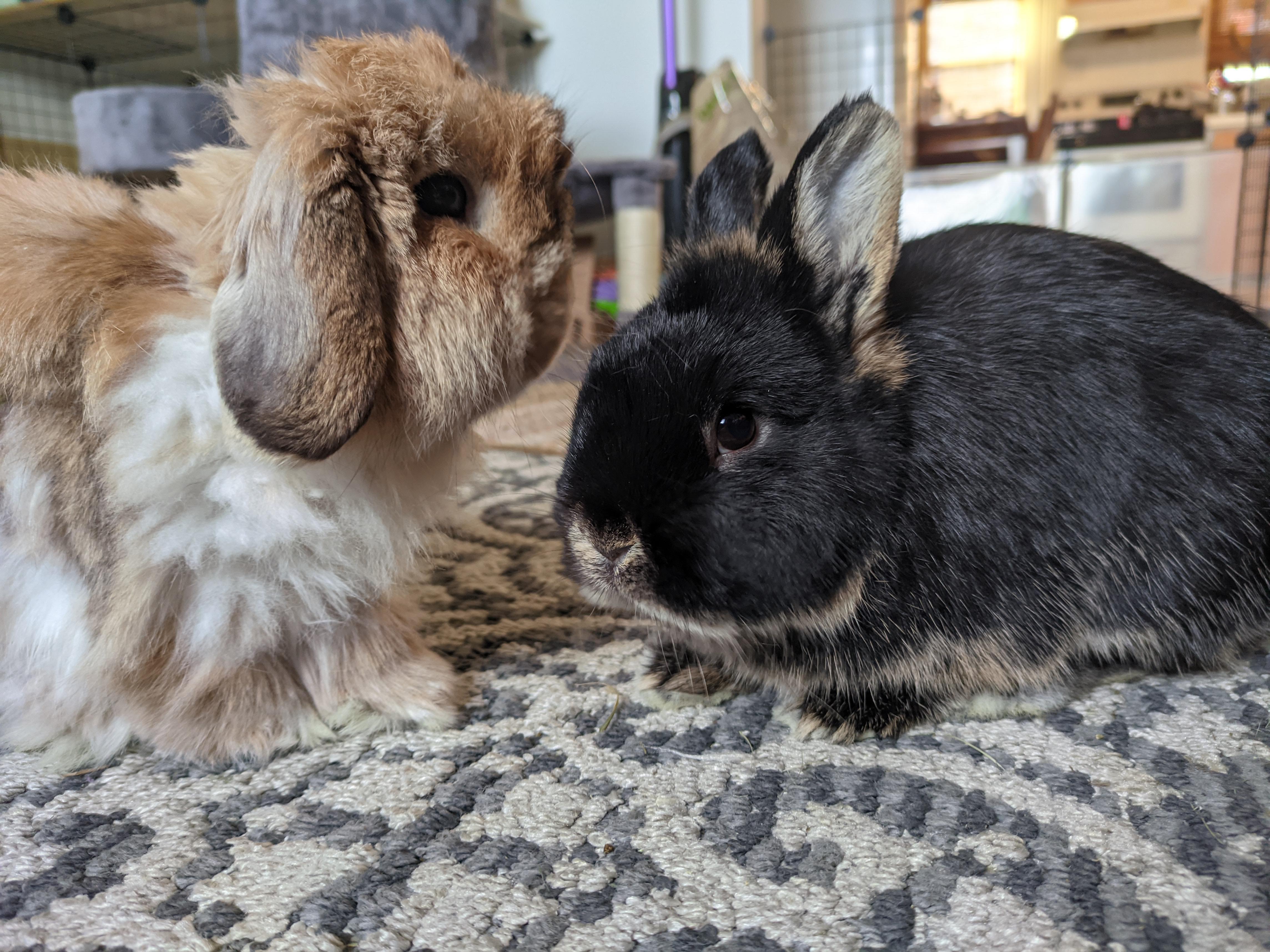 Two cute bunny rabbits cuddling and sniffing each other on a rug indoors.