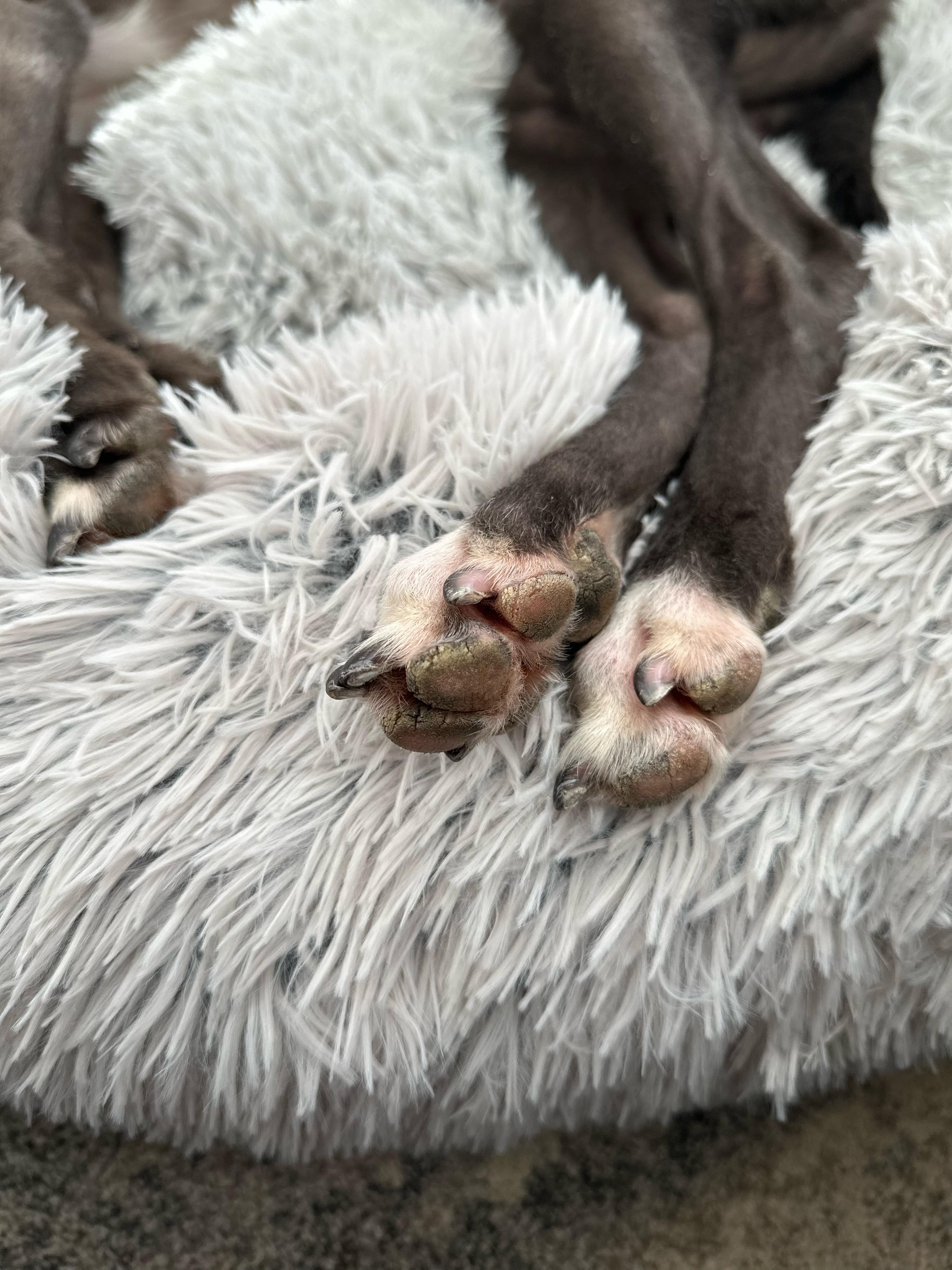 Normal Paw Are these paw pads normal? | Scrolller