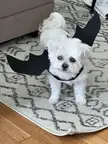Nanananana bat dog!  