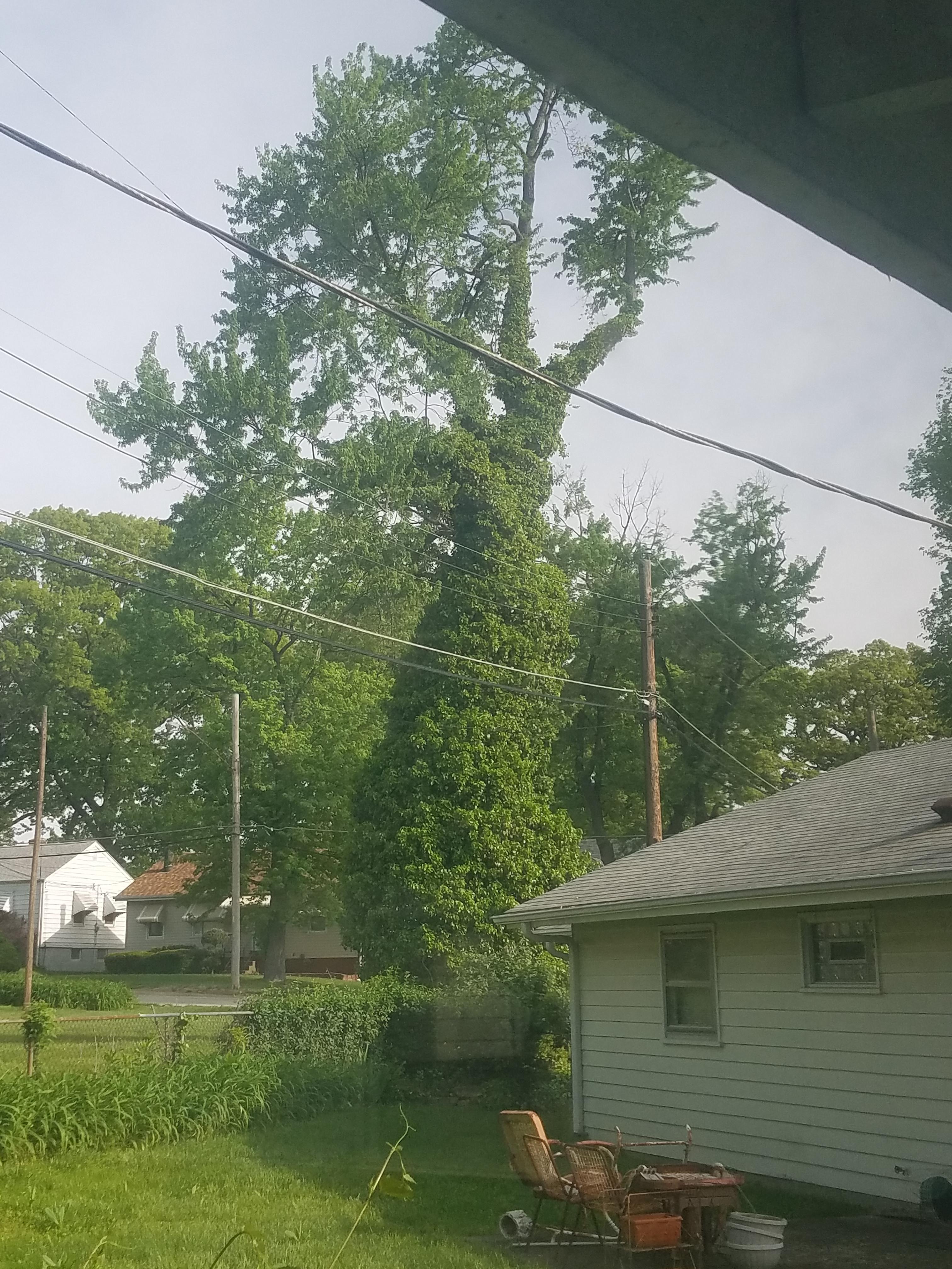 Neighbors tree being consumed by vines | Scrolller