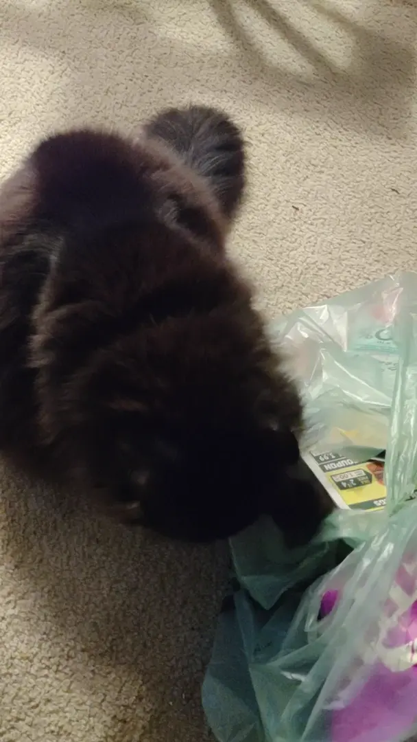 Nemo and the plastic bag
