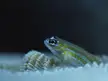 Neon Goby (Elacatinus)
