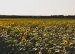 New England sunflower farm