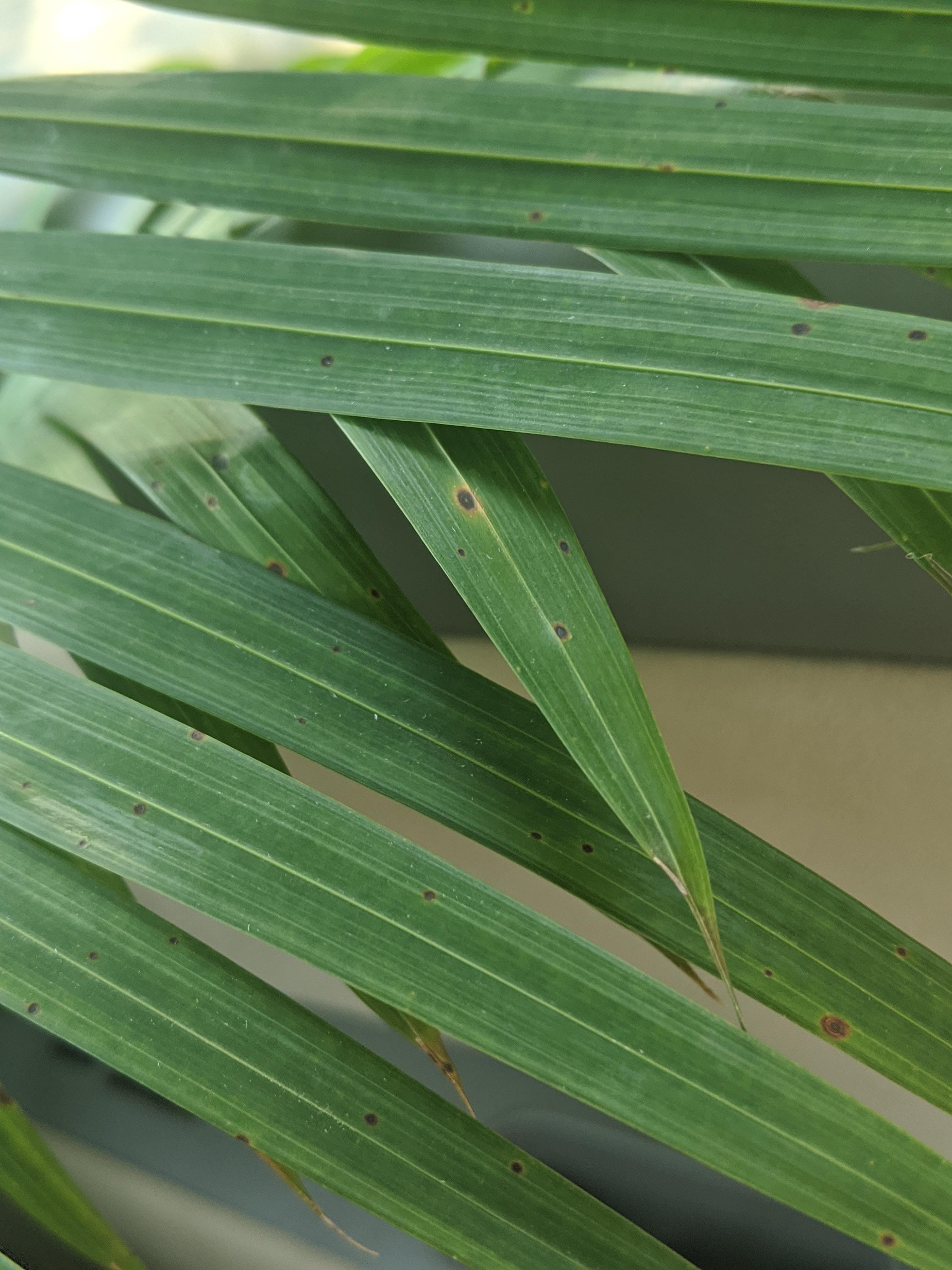 New Majesty Palm with little brown spots, help? | Scrolller 