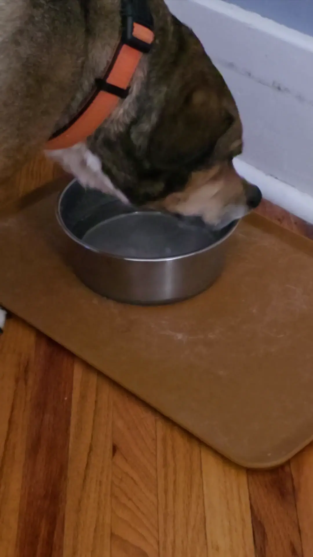 IN MY NOSE visual data 3