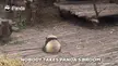 Nobody takes panda's broom. Nobody
