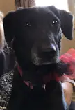 Noot noot ahh stare 