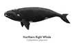 Northern Right Whale (art by me) 