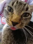 Not a single thought behind those eyes only blep