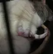 Not sure what is wrong with my rat as I can’t find anything that looks the same online (UK based)