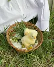 nothing cuter than these little chicks