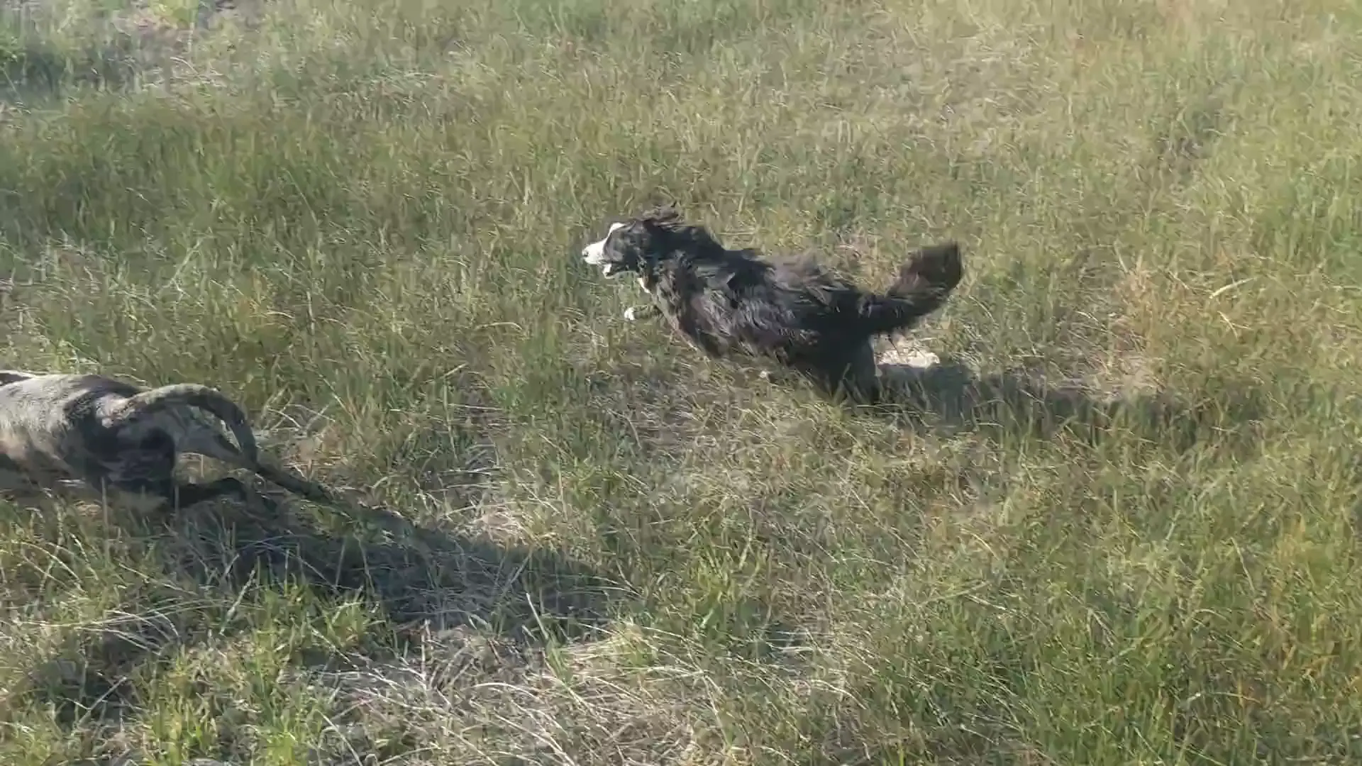 Nothing like a big open field