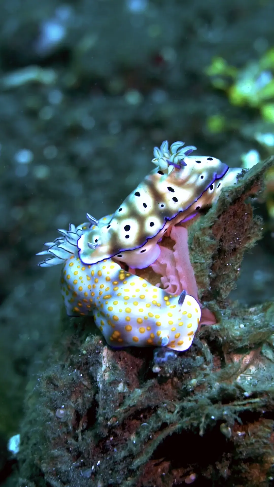 Nudibranchs 