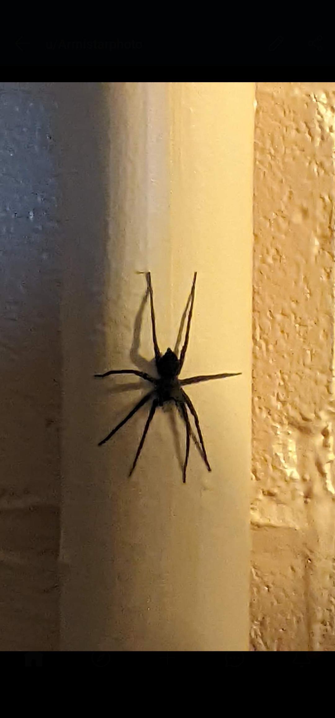 Window Spider Screen What kind of spider is this? That is a 4