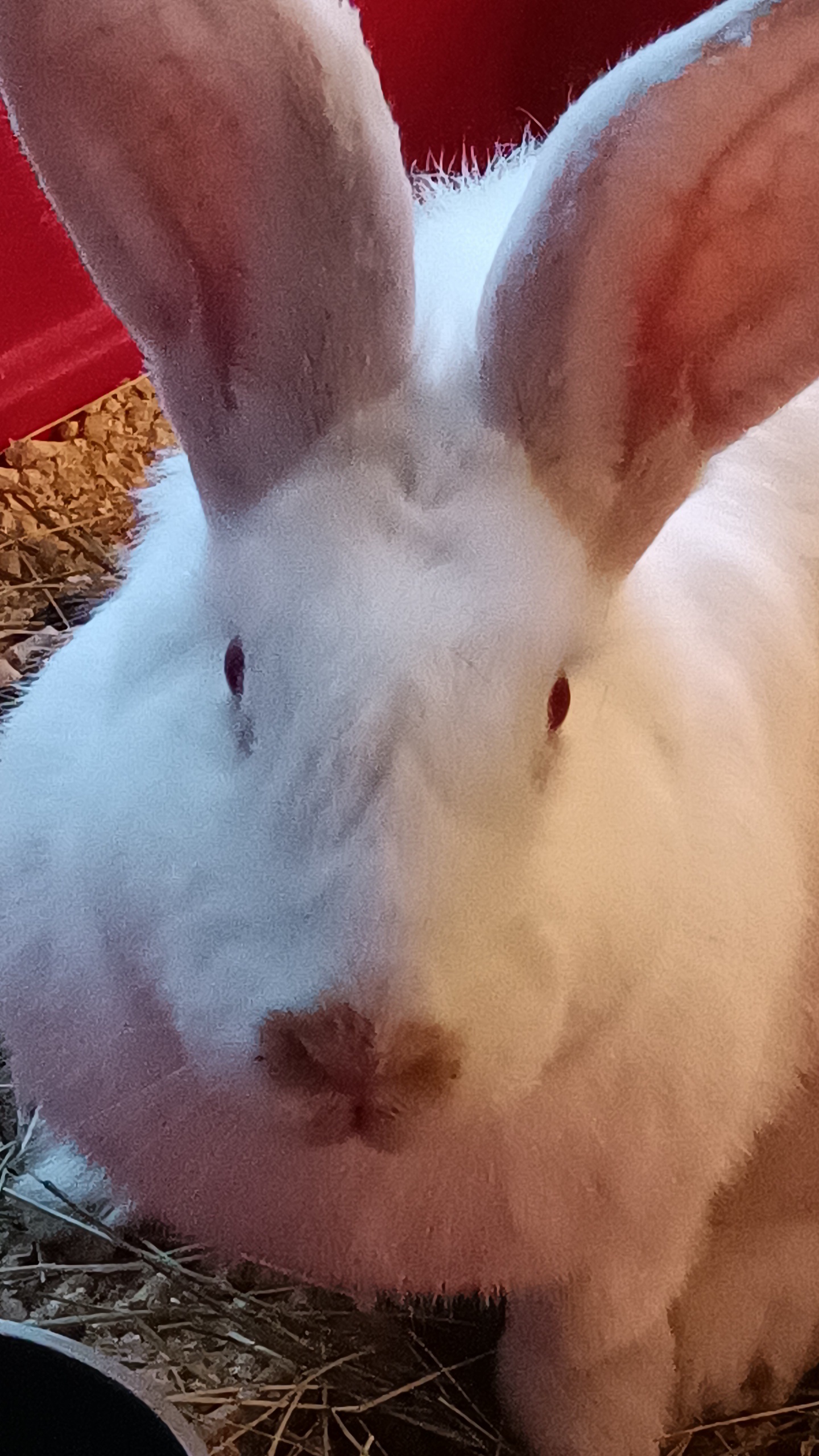 Lola, a cute white bunny rabbit sitting in a red plastic bin filled with hay.