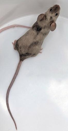 PetMice