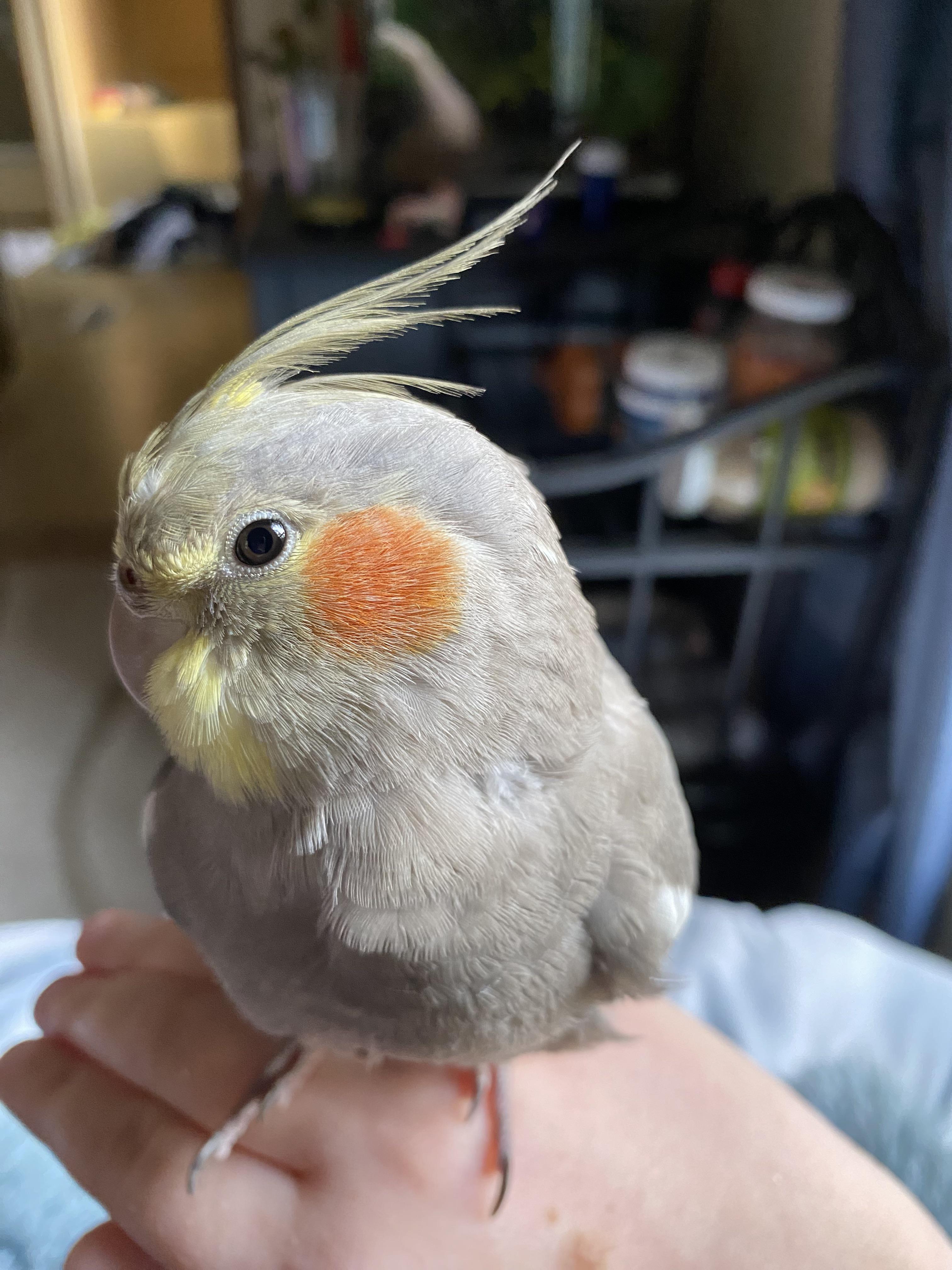 Mr. Frodo has finally started to molt! I’m gonna miss his little gray ...