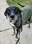 Obsidian showing off how good of a boy he is wearing all of his gear this morning