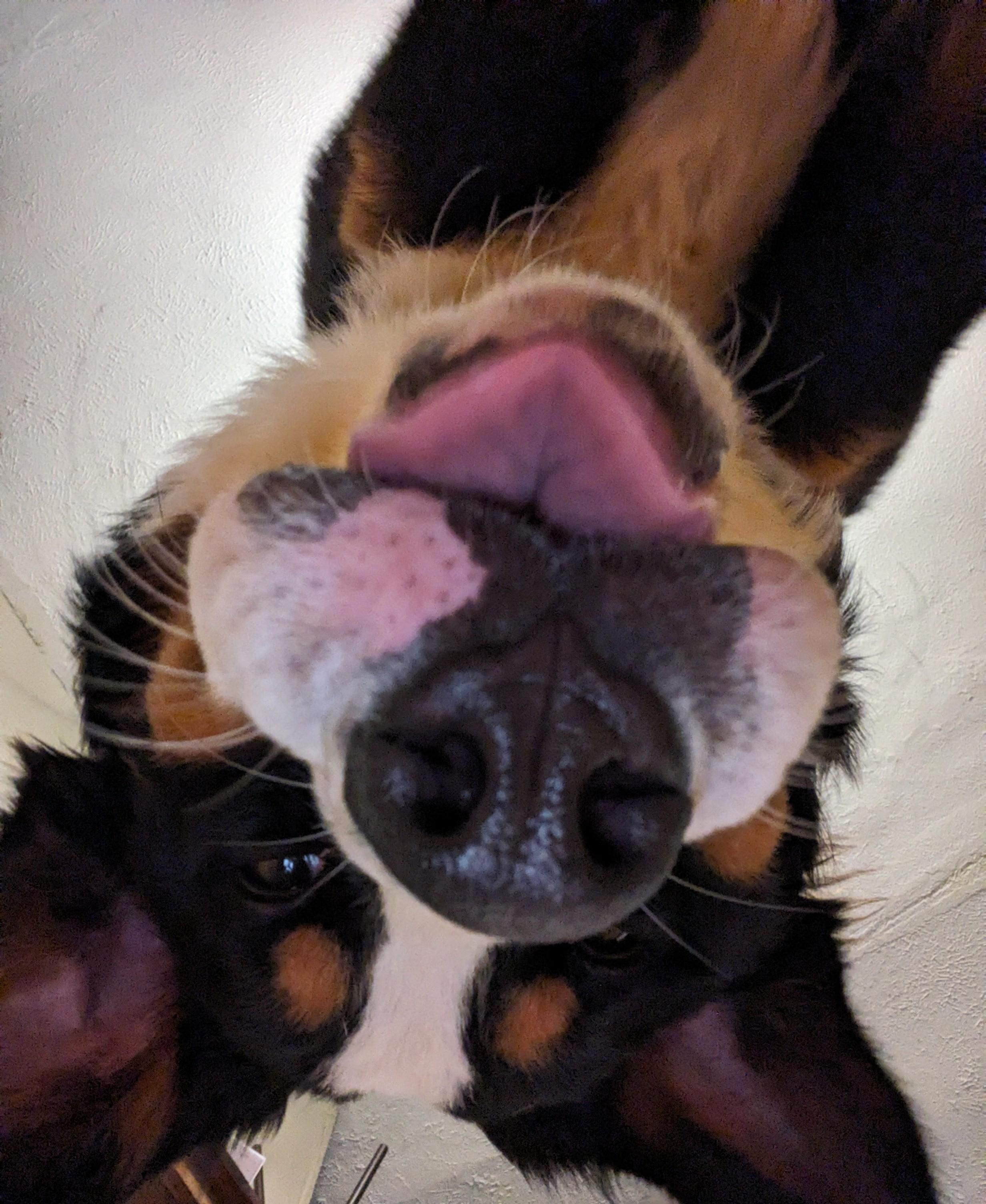 Bernese Mountain Dog licking the camera lens from above during cuddles