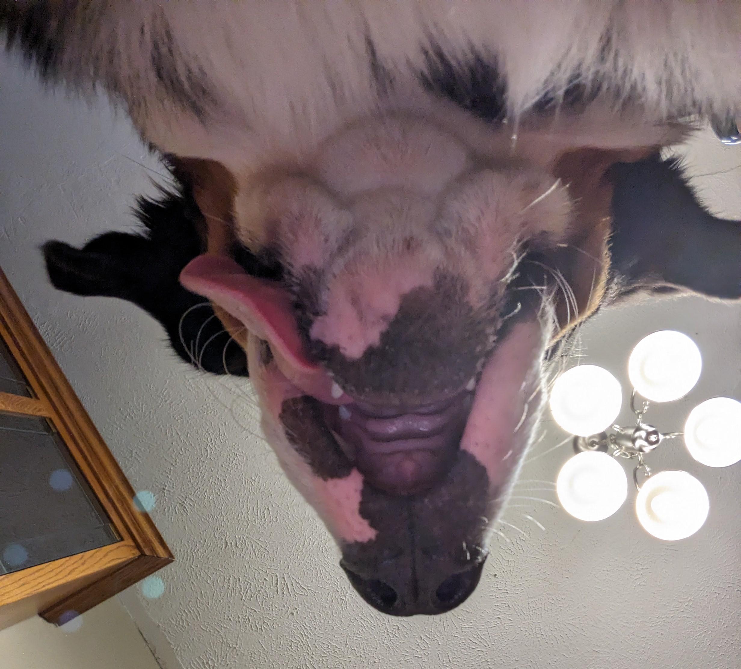 Pov: your Berner looks down at you while you cuddle