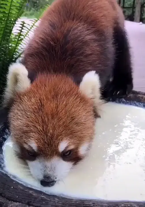 Old red panda
