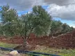 Olive trees