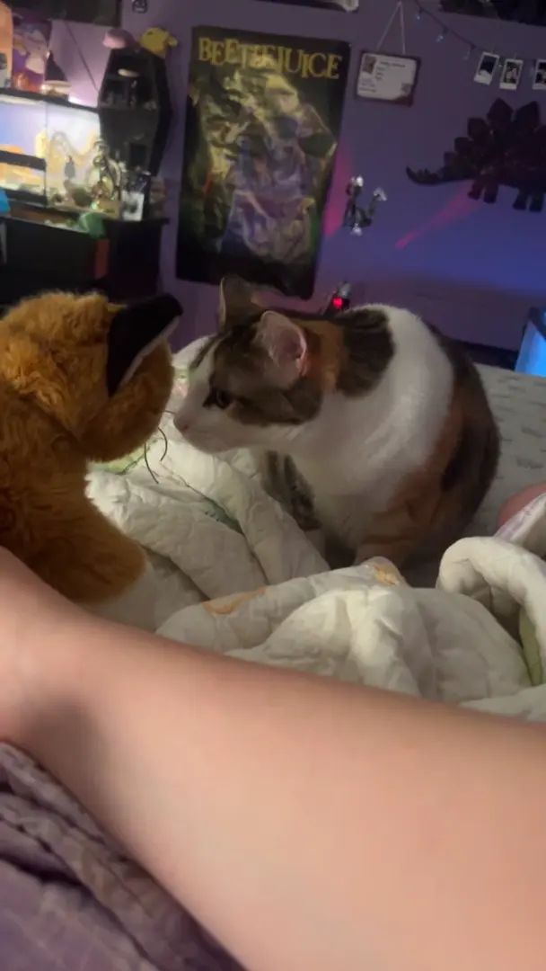 olive vs "olive jr"