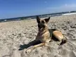 Ollie’s job is beach