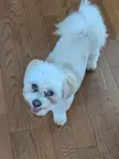 Ollie says, "you dropping any of that cheese buddy?"