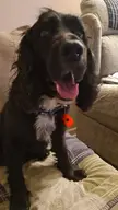 On my worst days all I want to do is sit and play with him as he always makes me smile 