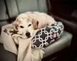 On the way home from the vet