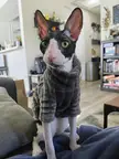 One distinguished gentlemen (he's a menace)