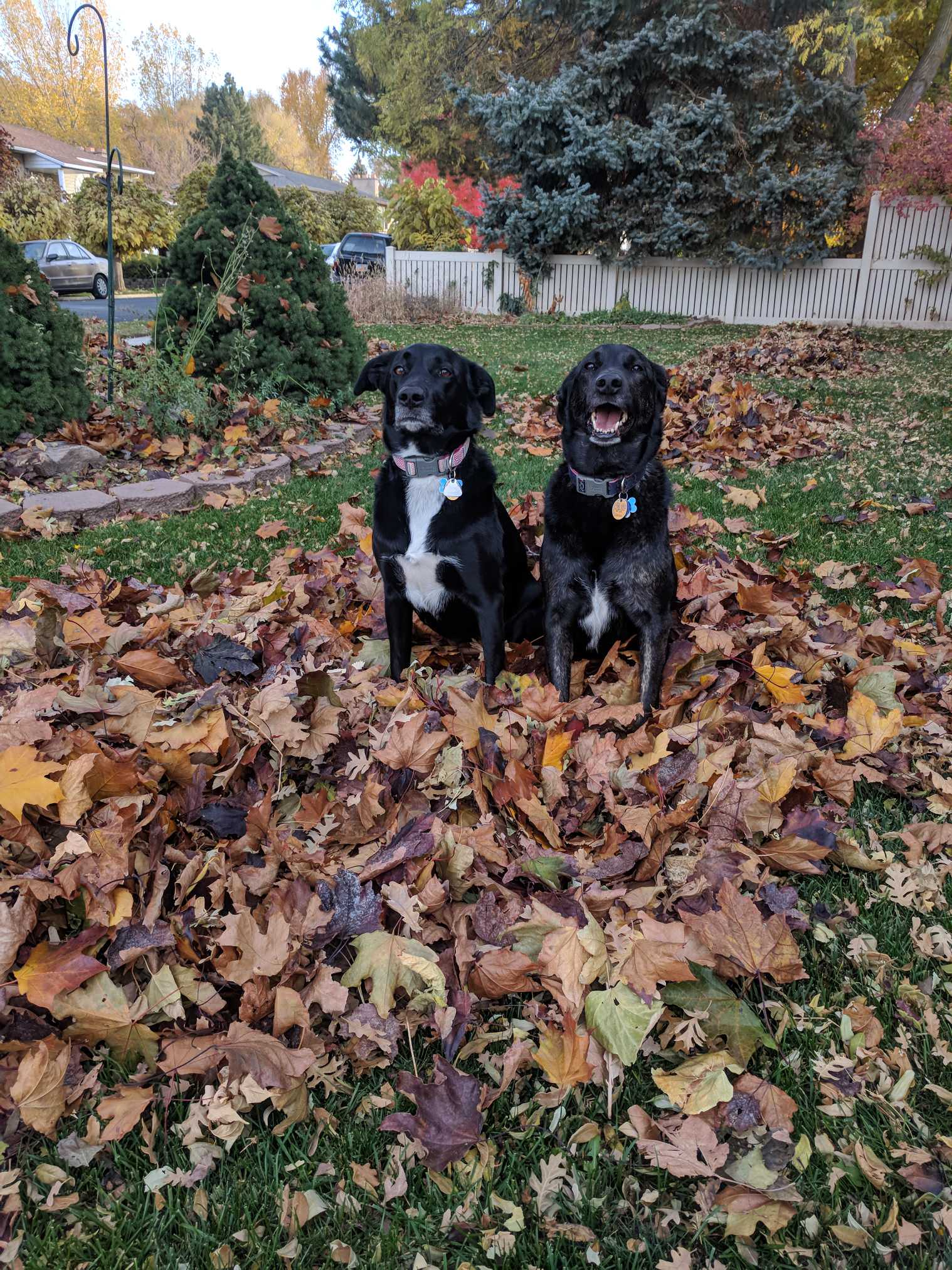 One of my dogs is happy about getting her picture taken and one is not....