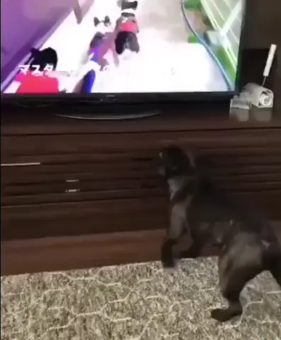 Online walk 😂👉