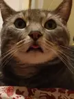 Only cat I have ever seen that bleps daily!