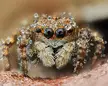 oOOo Olympus OM-1 and Mitutoyo 5x lens - spider was alive !