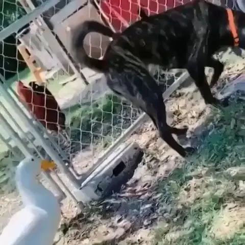 Oops