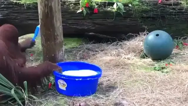 Orangutan imitating a human's washing method