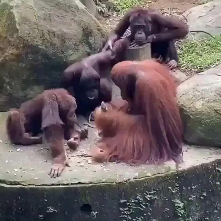 Orangutans watching one of them using tools