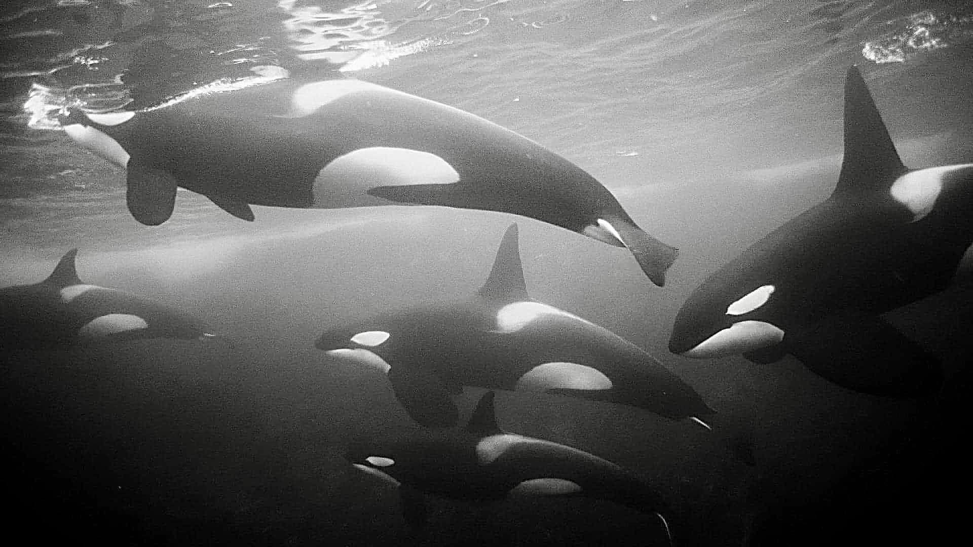 Ocas Display Orcas culture, their personality, behavior and emotional display are ...
