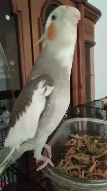 Oscar sings the national anthem of Italy