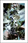 Other Than That (Ultra Fractal)