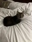 Our 14 yr old tortie - found her in a shelter…
