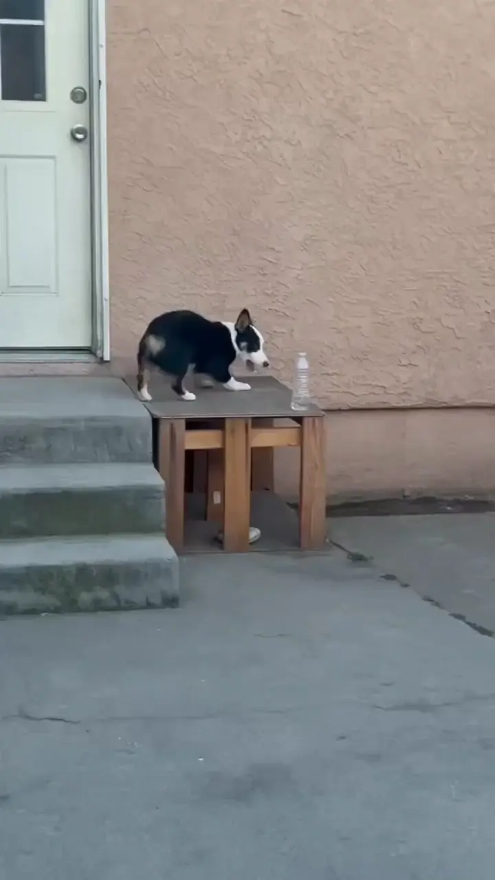 Our 2nd corgi is crazy 