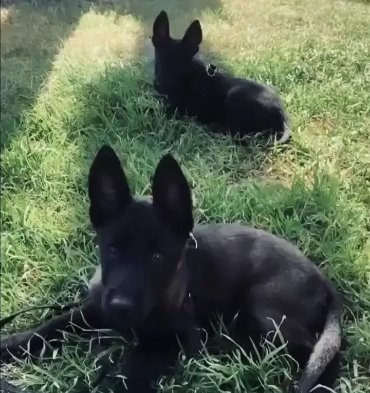 Our Dutch Shepherd puppies. 